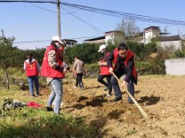 喜迎二十大·全域文明创建在行动丨凤凰：聚文明力量  绘文明底色 助推文明城市创建