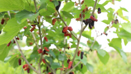 乡村振兴 | 江华：废弃菌包变肥料 打造“食用菌+桑葚”循环发展模式