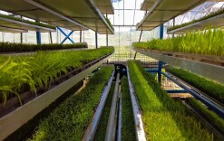 涟源21万亩早稻开插