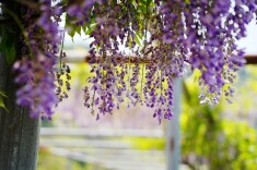 组图丨凤凰：紫藤花开，不可错过的春日限定紫色浪漫