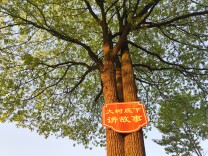 洪江市茶溪村：大树底下讲故事 共话美丽新乡村