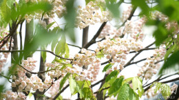 双牌再次发现近千株野生“伯乐”树种 被誉为“植物中的龙凤”