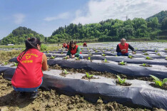 泸溪县兴隆场镇开展春耕助农志愿服务活动