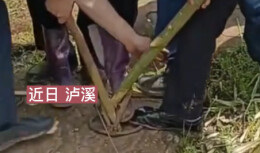 70多岁老人上山采笋误踩捕兽夹 警民携手成功救援