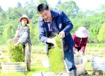 农田翻耕抛秧忙 种粮大户信心足
