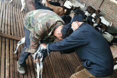 双牌县江村镇月底完成春季动物防疫工作