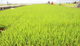 奔跑在春天的田野里——岳阳市春耕生产一线见闻