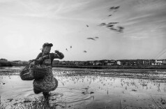 稻田守望者：白鹭伴春耕