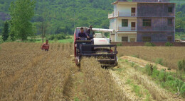 双牌县理家坪乡：陇上小麦黄 农民收割忙