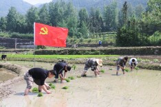 双牌县茶林镇：春耕一线党旗飘 助农抢插显担当