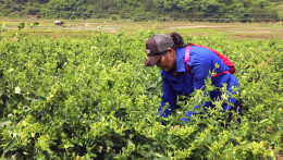 双牌：金银花里摘“金银”