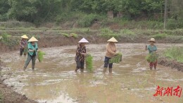 平背乡：防止耕地“非粮化” 夯实粮食生产责任