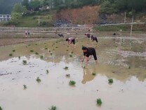 双江乡双江村：万物生 备春耕 不误农时不误春