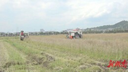 安仁：27万亩油菜喜获丰收