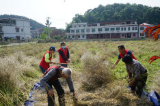 锁石镇干群齐心“抢”收菜籽