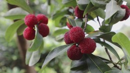 双牌县双丰村：乡村治理“金钥匙”解锁产业发展致富门