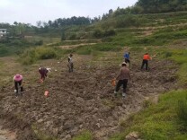 荷叶镇：推广大豆玉米带状复合种植
