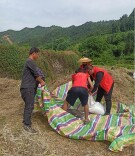 全域文明创建在行动︱凤凰县林峰乡：志愿者助农抢收油菜籽受称赞