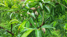 双牌：瑶乡“小”产品打进“大”市场