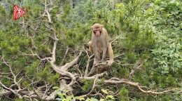 黄石寨野生猕猴“出山”惹人爱！