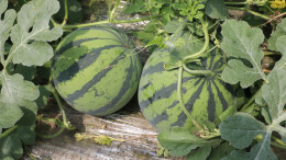 吃瓜喽！双牌首批早熟西瓜抢“鲜”上市