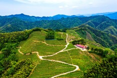 冷市镇：茶旅融合绘就“慢城”村居图