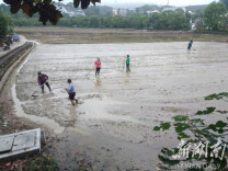 韶山冲的“祖田米”开始播种了