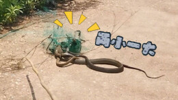 8条傻蛇集体社死偷鸡不成全被困