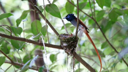 太有爱！“寿带鸟”夫妻轮番喂食鸟宝宝