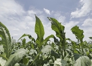 安仁：近5万亩烤烟丰收在望