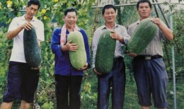 “跨界融合”鼓了农民腰包！宁乡人防疏散地域建设新模式助力乡村振兴