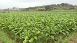 安平镇：烤烟丰收季 村民喜笑颜开赶“烤”忙