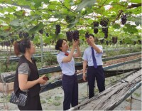 怀化农商银行：精准滴灌“甜蜜产业”