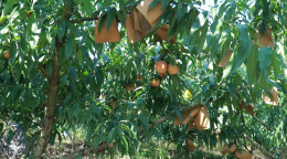江华：果园四季飘香 林下鸵鸟引客来