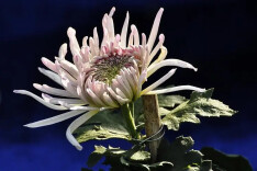 愚溪古韵今犹在，忍看胡公步柳公——悼胡宗健先生