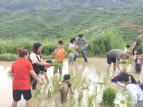 【洪江市深渡苗族乡】千亩稻田兴产业 “禾”您“乡”遇促振兴