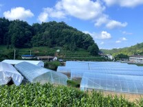 向义平：返乡创业为乡村振兴添彩