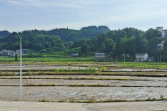 泸溪县兴隆场镇大力开展农业生产自救 完成农田复种500余亩