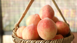 江华桥市乡野猪桥村：蜜桃成熟销售旺