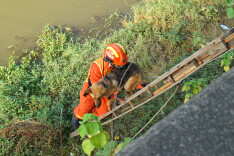 消防员爱心救援抱狗登梯 “每一个生命都值得被尊重”