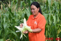 种地的“伍妹子”：愿四季有菜，四季有果