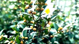 泸溪县合水镇下好“三步棋”发展壮大村集体经济