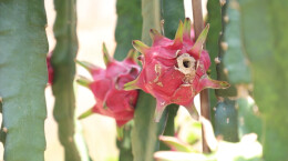 江华双石桥村：红心火龙果“红火”上市线上销售走俏