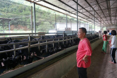 王芳锋:“羊老倌”的致富经