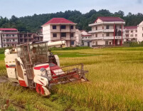 龙塘镇：田间稻谷黄 “双抢”正当时