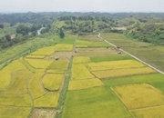 全县早稻开镰收割 ！