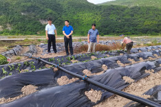 双牌：唐建明调研特色农业和茶产业发展