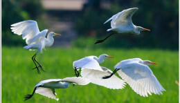 杏子铺镇 湿地之美胜于画