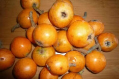 果香芬芳话枇杷