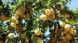 江华桥市乡：猴山村的黄金奈李熟了